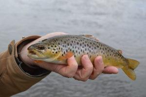 Yellowstone brown trout